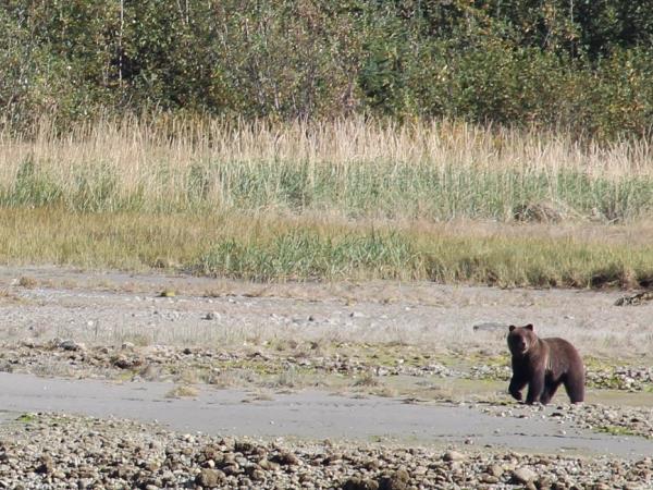 Alaska Glacier Bay and wildlife cruise 