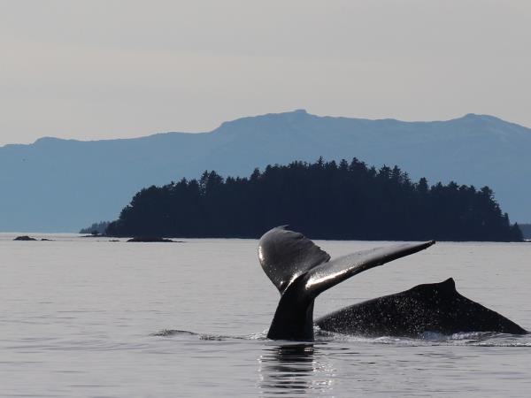 Alaska Glacier Bay and wildlife cruise 