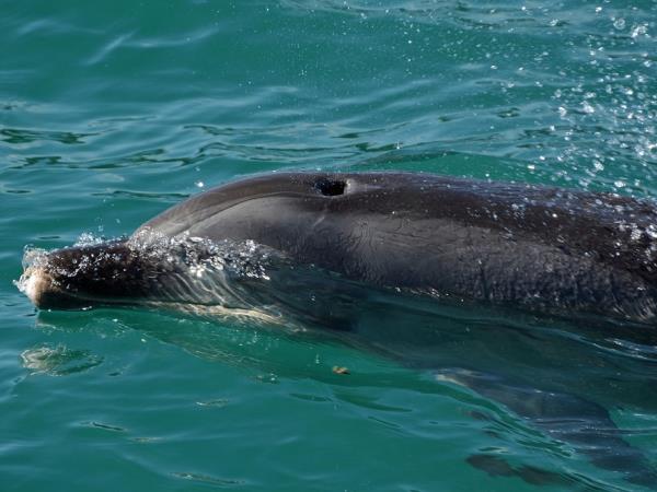 Honeymoon in New Zealand