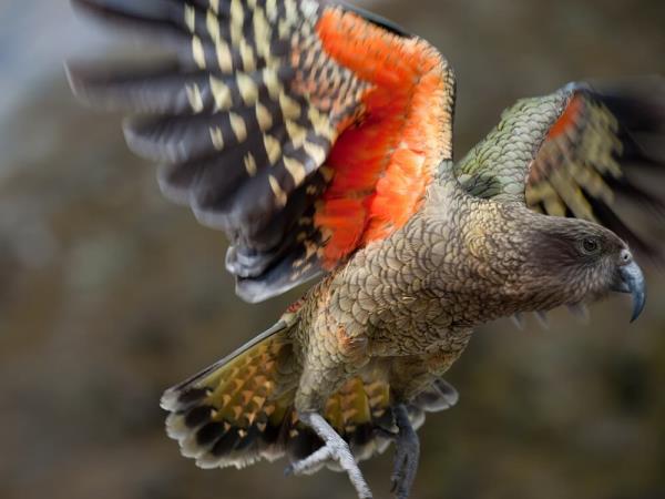 New Zealand wildlife vacation