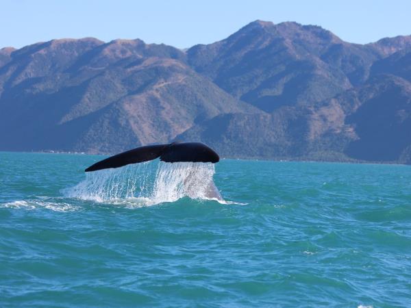 New Zealand wildlife vacation