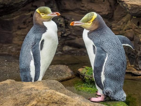New Zealand wildlife vacation