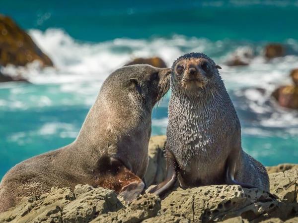 New Zealand wildlife vacation