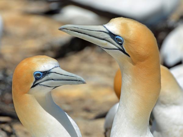 New Zealand wildlife vacation
