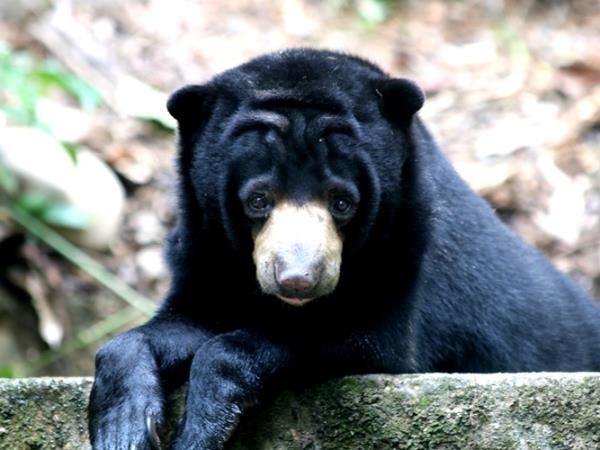 Borneo orangutan conservation volunteering