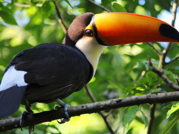 Brazil tailor made vacations, wetlands & waterfalls