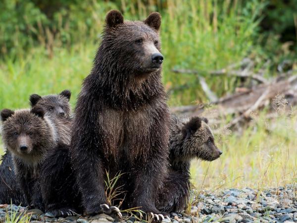 Grizzly bear tour in British Columbia