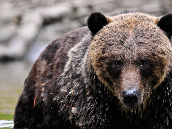 Grizzly bear tour in British Columbia