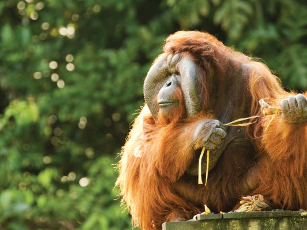 Borneo rainforest & beach adventure vacation