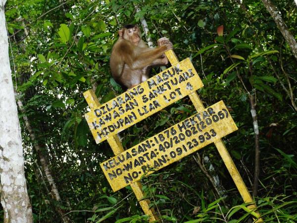 Borneo rainforest & beach adventure vacation