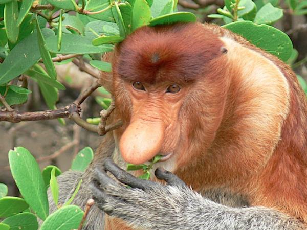 Borneo rainforest & beach adventure vacation