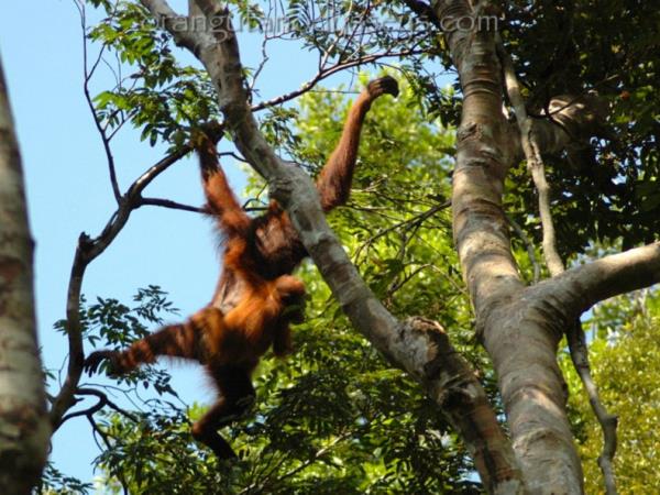 Borneo rainforest & beach adventure vacation