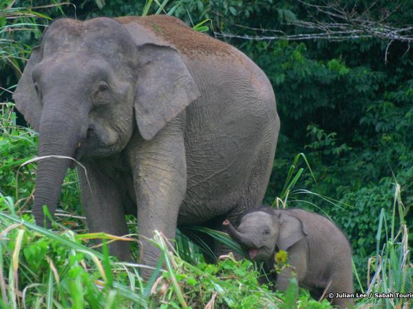 Borneo rainforest & beach adventure vacation