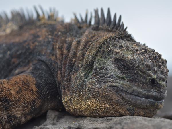 Galapagos and Amazon Wildlife vacation