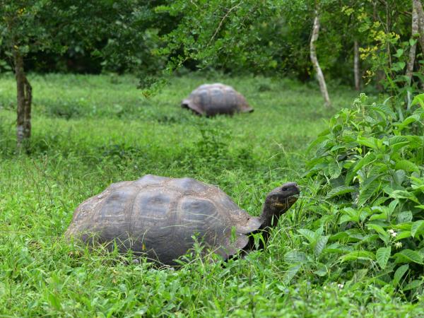 Galapagos and Amazon Wildlife vacation