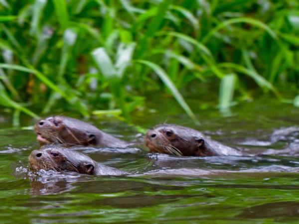 Galapagos and Amazon Wildlife vacation