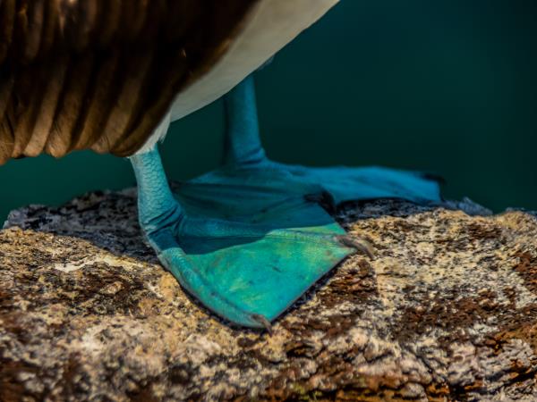 Galapagos and Amazon Wildlife vacation