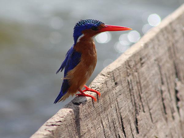Culture and birding vacation in Uganda