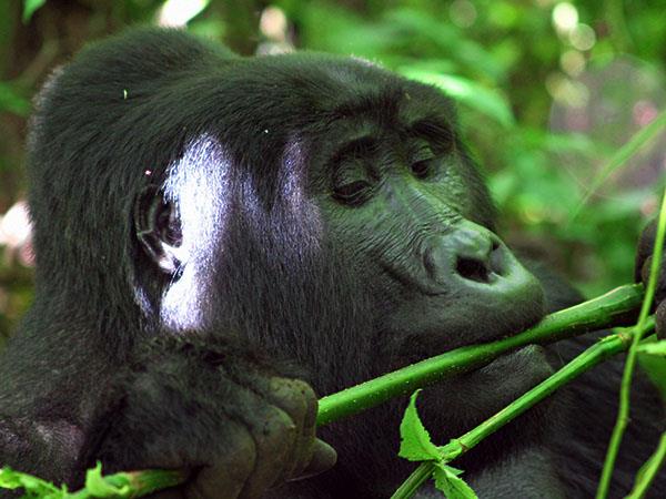 Tailor made gorilla and chimp tracking safari, Uganda