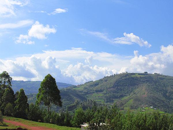 Tailor made gorilla and chimp tracking safari, Uganda