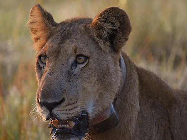 Uganda wildlife and activity holiday