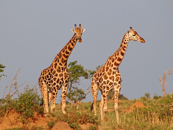 Uganda wildlife and activity holiday