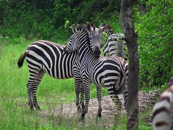 Uganda wildlife and activity holiday
