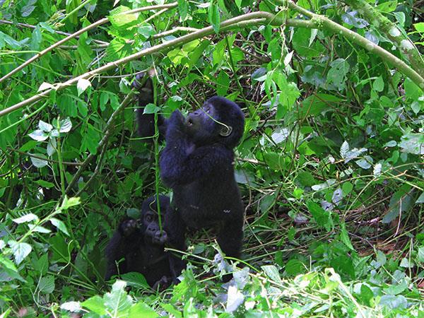 Gorilla and Rwenzori expedition in Uganda