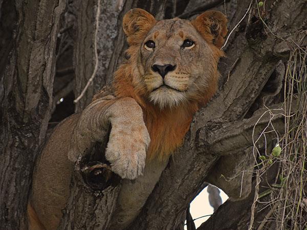 Uganda wildlife vacation