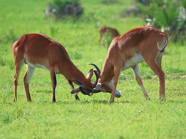 Uganda wildlife vacation