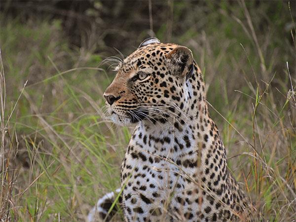 Uganda wildlife vacation