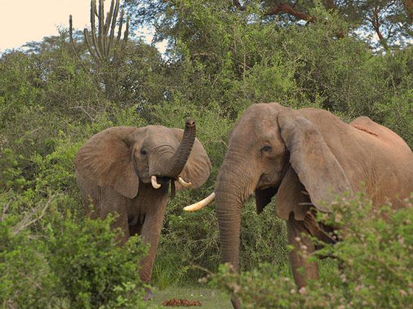Uganda wildlife vacation