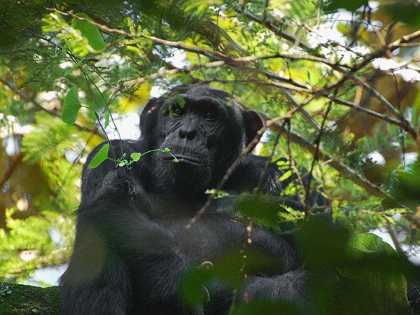 Uganda wildlife vacation