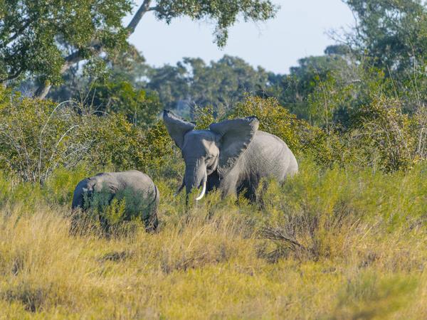 Botswana family Safari with teenagers vacation