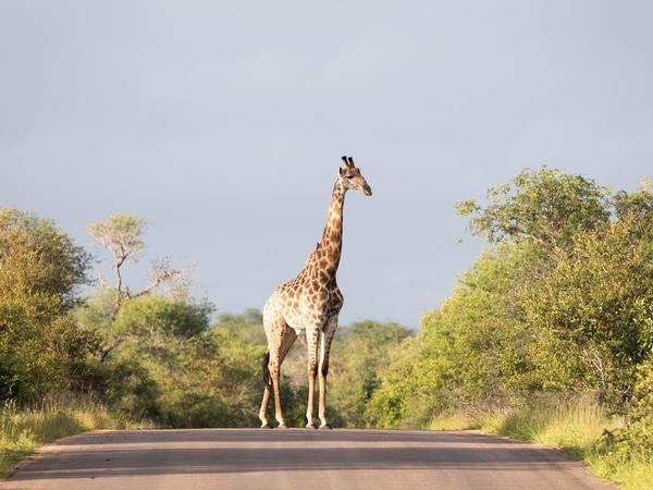 Botswana family Safari with teenagers vacation