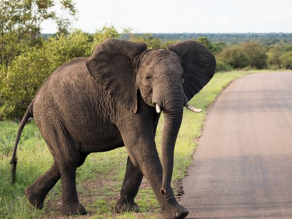 Botswana family Safari with teenagers vacation