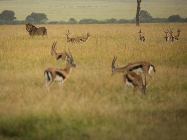 Family safari and beach vacations in Kenya