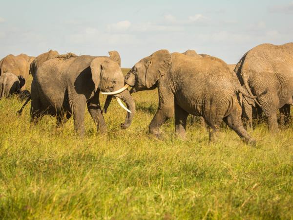 Family safari and beach vacations in Kenya