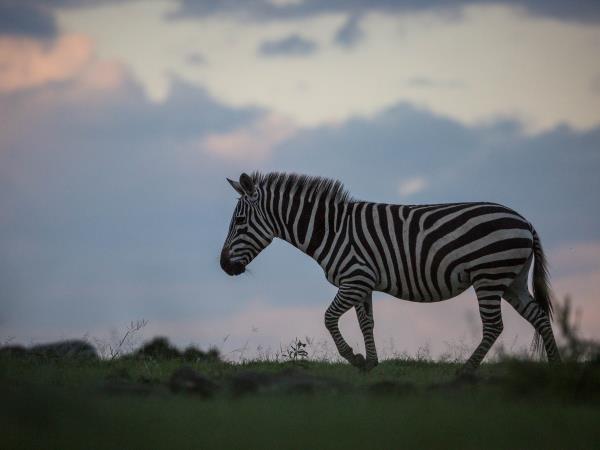 Family safari and beach vacations in Kenya