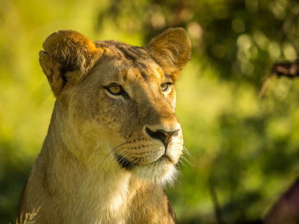 Family safari and beach vacations in Kenya