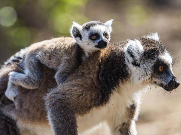 Southern Madagascar photography vacation