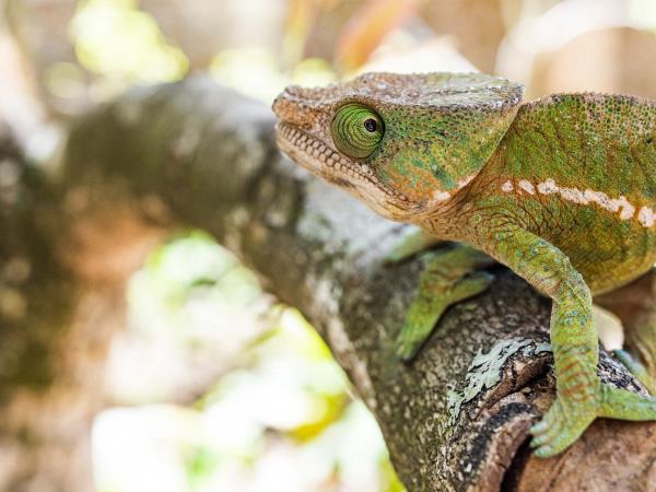 Southern Madagascar photography vacation