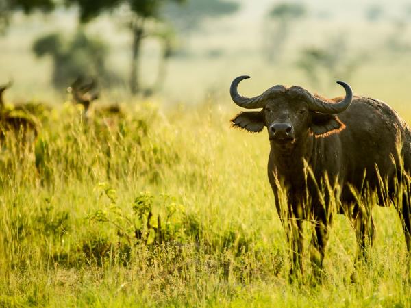 Gorilla safari in Uganda