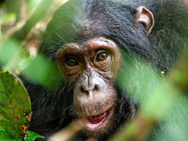 Gorilla safari in Uganda