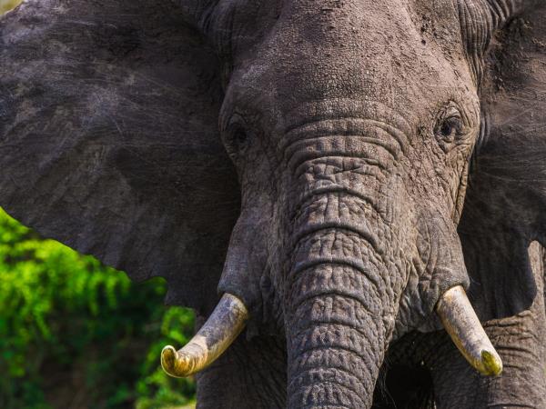 Gorilla safari in Uganda