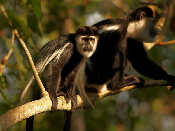Gorilla safari in Uganda