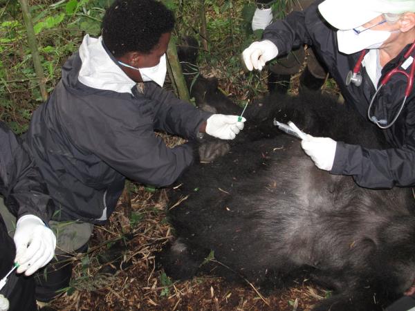 Gorilla tracking vacation in Rwanda