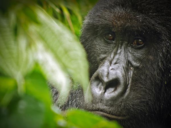 Lowland Gorilla safari in the Congo