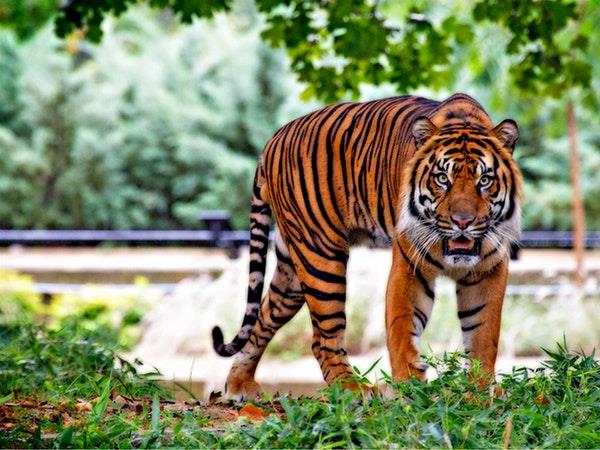 Kerala and tigers tour in India