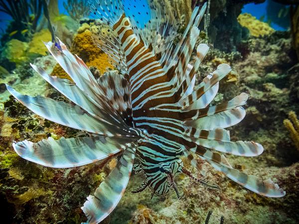 Bahamas liveaboard diving holiday in the Caribbean